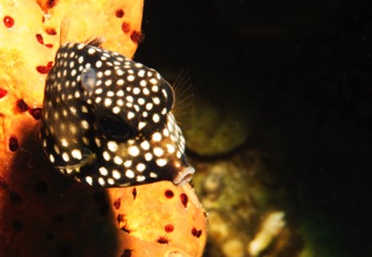 Baby Trunkfish